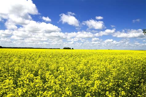 Yellow colza field stock photo. Image of diesel, flower - 5623522