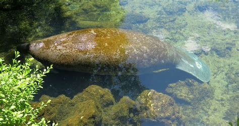 40 Manatee Facts Too Adorable To Miss - Facts.net