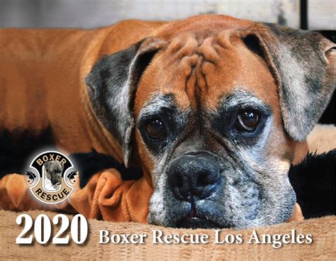 2020 Calendar Orders Boxer Rescue La