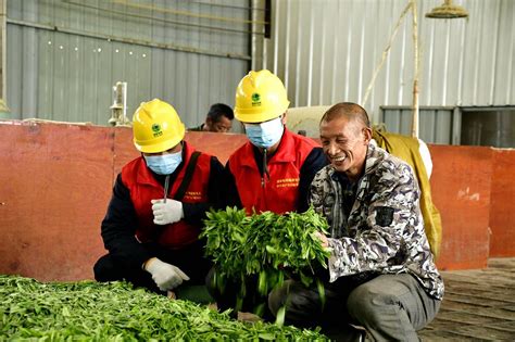 国网南平供电公司电力护航春茶飘香 能见资讯