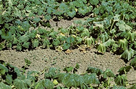 Phytophthora Root Rot Vegetable Resources