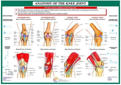 Anatomy Of The Joint - ANATOMY