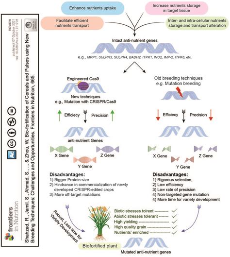 Crispr Cas System Mediated Targeted Genome Editing For Biofortification