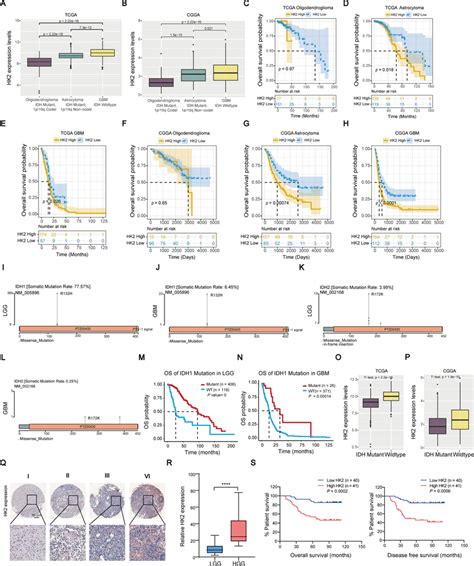 Evaluate Hk Gene Expression With Box Plots According To Clinical