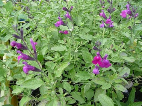 Salvia X Greggii Arctic Blaze Purple Les Arômes Du Grès