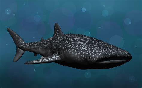 Free Stl File Whale Shark 🐳・3d Printable Model To Download・cults