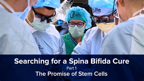 Searching For A Spina Bifida Cure Part 1 The Promise Of Stem Cells