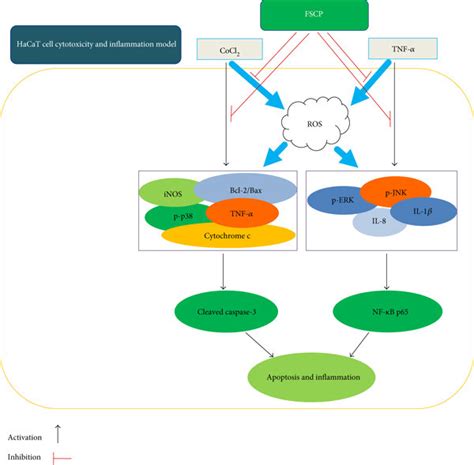 Schematic Representation Of The Regulatory Mechanism Of Fscp On