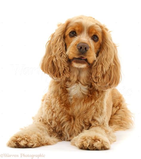 Golden Cocker Spaniel dog photo WP42021