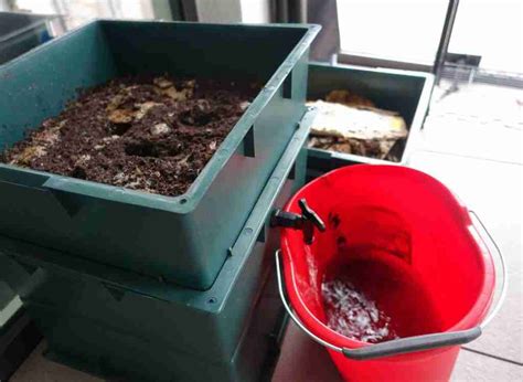 Bokashi Vs Compost: Which One Is Better? | Plants Heaven