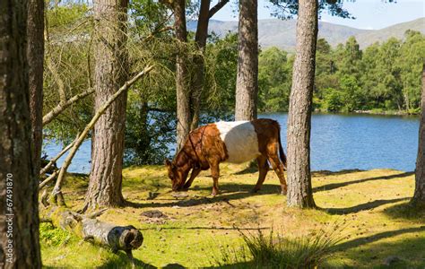 Belted Galloway cow breed of cattle Stock Photo | Adobe Stock