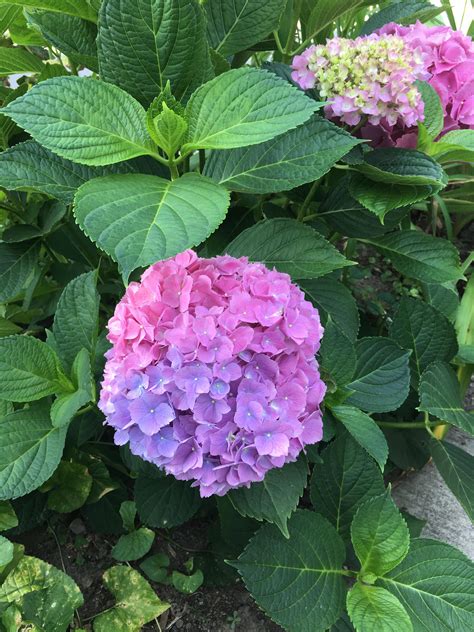 Hydrangea bloom, would you call this variegated? : r/gardening