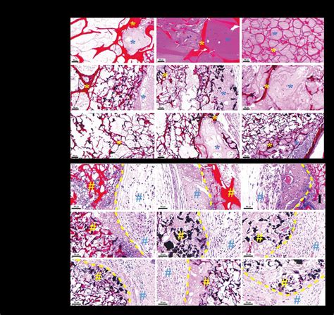 Biocompatibility Of Cs Cs Cnt And Cs Cnt Ha Scaffolds In Vivo After