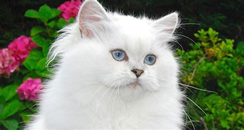 25 White Cat Breeds | Fluffy, Long and Short Hair Kitties