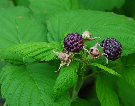 Whitebark Raspberry The Edible And Medicinal Plants Of The Pacific Northwest · Inaturalist