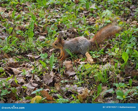 Squirrel Jumping From Tree To Tree Stock Image | CartoonDealer.com ...