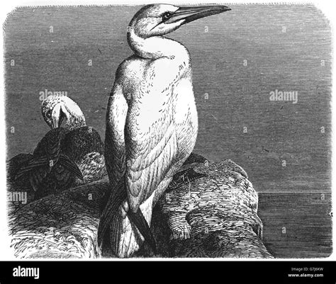 Sula Bassana Bird Black And White Stock Photos Images Alamy