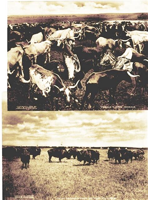 Sold At Auction Wonderful Sepia Toned Western Images Texas Longhorns