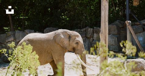 An elephant in a zoo exhibit photo – Free Vienna Image on Unsplash