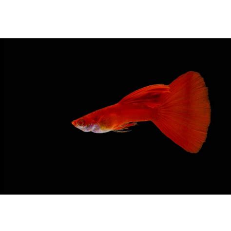 ALBINO FULL RED GUPPY FISH| Male & Female