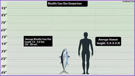 Tuna Fish Size: From Tiny Tins to Titans of the Deep - How Big Do They Get? | Yes Animal