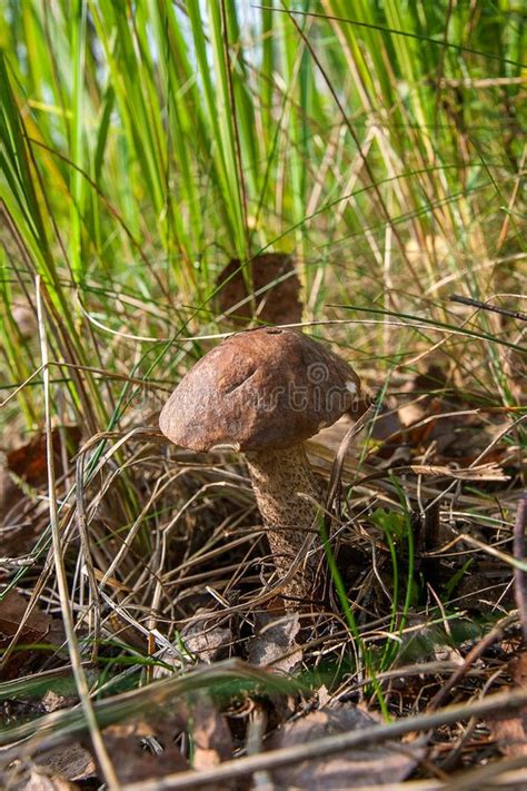 Forest Mushroom Brown Cap Boletus Growing In A Green Moss Stock Image