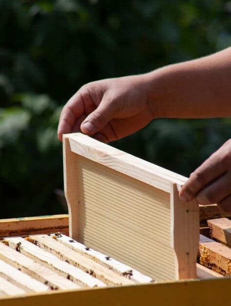 Installation D Un Nouveau Cadre Avec De La Cire Dans La Ruche Mains D