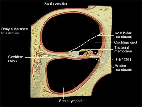 Cochlea Cross Section