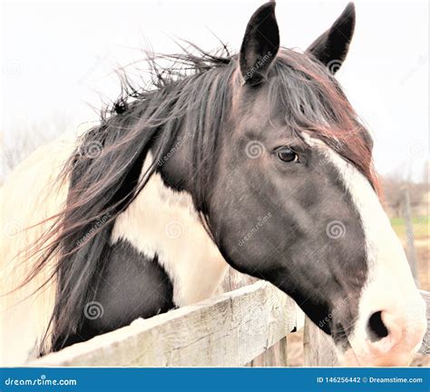 Black And White Paint Horse Stock Photo Image Of Bred Mane 146256442