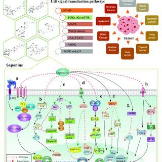 Chemical structure of triterpene saponins and steroidal saponins... | Download Scientific Diagram