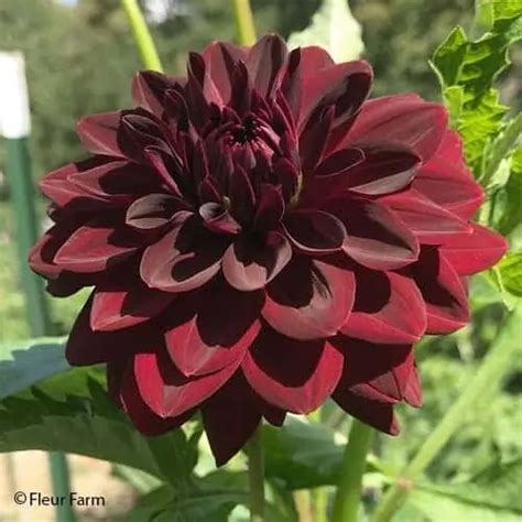 Dahlia Arabian Night | Burgundy Flower | FLEUR FARM