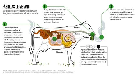 O esforço do Brasil para reduzir a pegada de carbono da pecuária