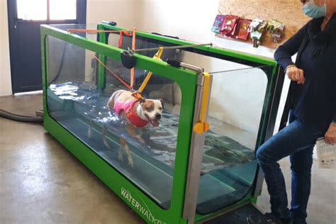 Discover the Benefits of an Underwater Treadmill for Dogs - Dr. Buzby's ...