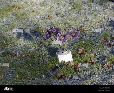 Blumen am friedhof Fotos und Bildmaterial in hoher Auflösung Alamy