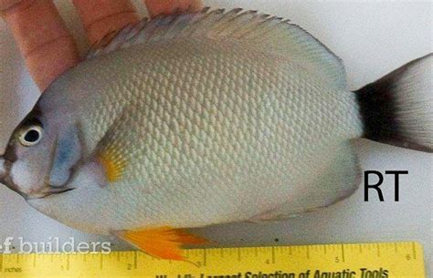 Tag: masked angelfish | Reef Builders | The Reef and Saltwater Aquarium ...