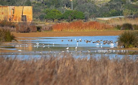 Acórdão do STA não põe em causa criação da Reserva Natural da Lagoa