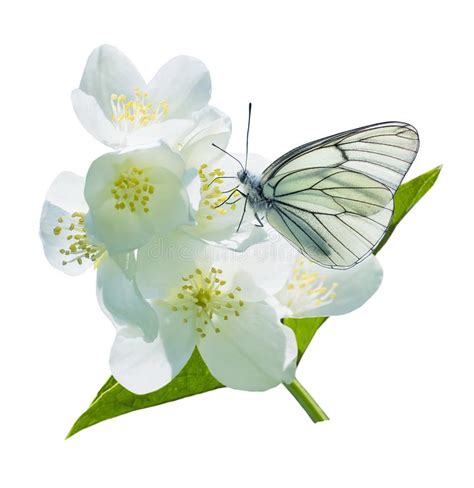 Butterfly On Flowering Jasmine Stock Image Image Of Backdrop Branch