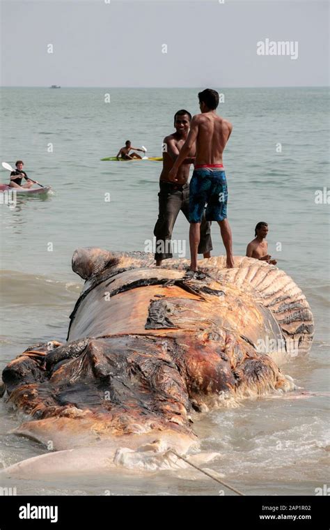 Pulling Ashore Hi Res Stock Photography And Images Alamy