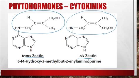 Plant Physiology Plant Growth Hormones Cytokinins Structure Youtube