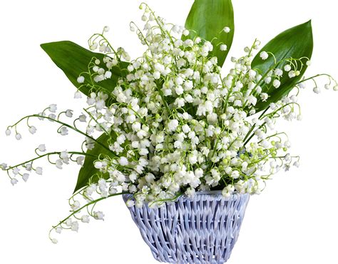 Bilder Blumen Maiglöckchen