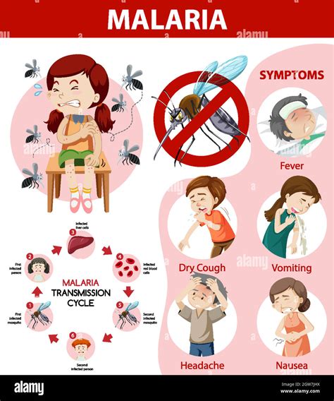 Malaria Transmission Cycle And Symptom Information Infographic Stock