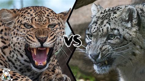 Leopard Vs Snow Leopard Which Is Stronger Youtube