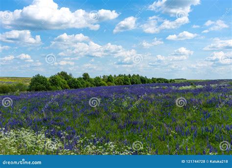 Field of Purple Flowering Lupines. Beautiful Rural Landscape with Birches and Forest in Summer ...