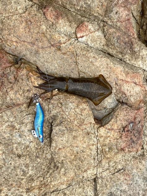 アオリ調査 兵庫県瀬戸内海側 姫路西部 エギング アオリイカ 陸っぱり 釣り・魚釣り 釣果情報サイト カンパリ