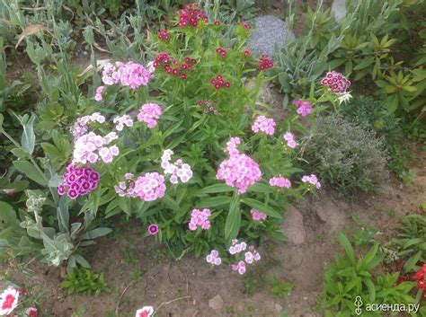 Турецкая гвоздика на клумбе (64 фото) » НА ДАЧЕ ФОТО