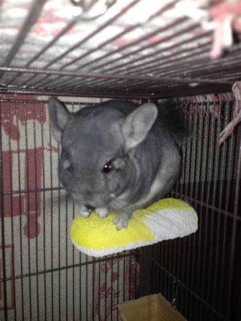 Black Baby Chinchillas