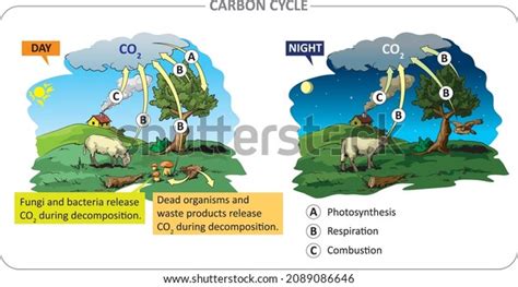 Decomposition Carbon Cycle Royalty-Free Images, Stock Photos & Pictures ...