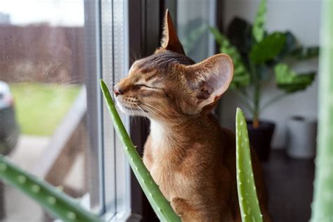 Les plantes d aloès sont elles toxiques pour les chats les chiens et