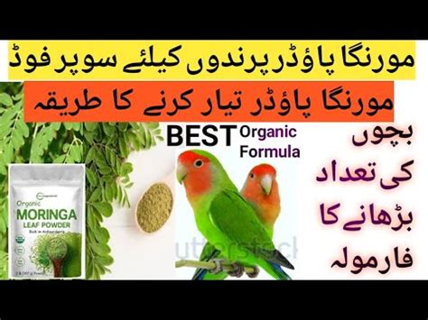 How To Make Moringa Powder For All Birds Moringa Benefits For Birds