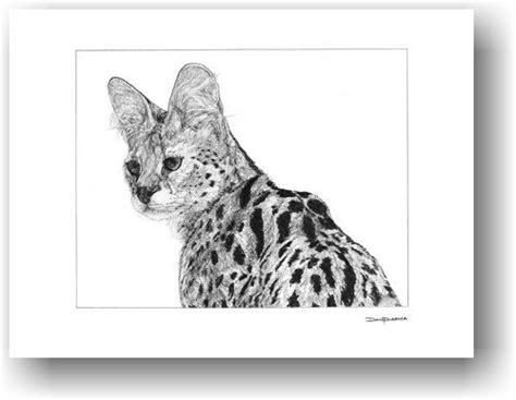 African Serval Art Print By Dan Pearce Pencil Drawing African Serval